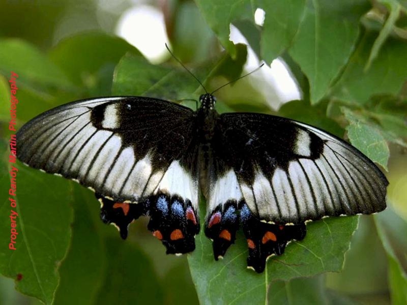 Kelebek harika Desenleriyle
Kelebek harika Desenleriyle
Anahtar kelimeler: Kelebek harika Desenleriyle
