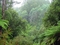 yagmur-ormanlari-rainforest-pictures-www-bidibidi-com-130809-2.jpg