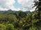 yagmur-ormanlari-rainforest-pictures-www-bidibidi-com-150725-10.jpg