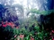 yagmur-ormanlari-rainforest-pictures-www-bidibidi-com-241956-12.jpg