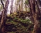 yagmur-ormanlari-rainforest-pictures-www-bidibidi-com-273971-1.jpg
