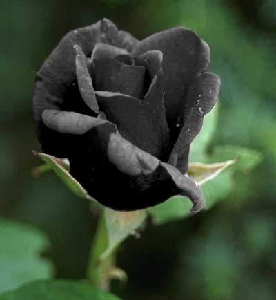 BLACK ROSE..
