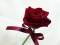 fancy-rose_wallpapers_8370_1600x1200.jpg